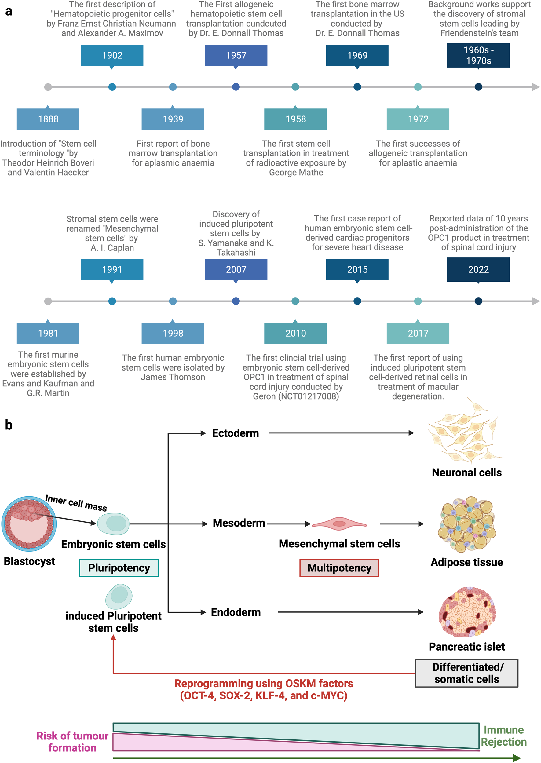Essential Protocols in Stem Cell Diagnosis and Evaluation for Targeted ...